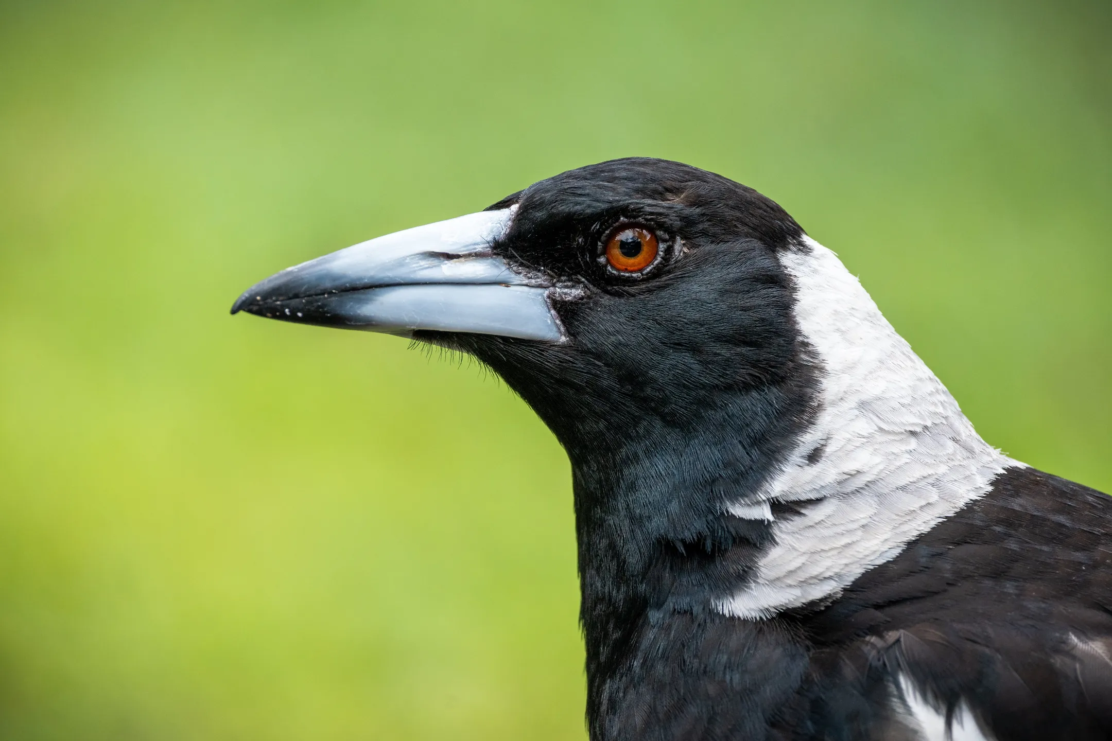 A adult magpie.