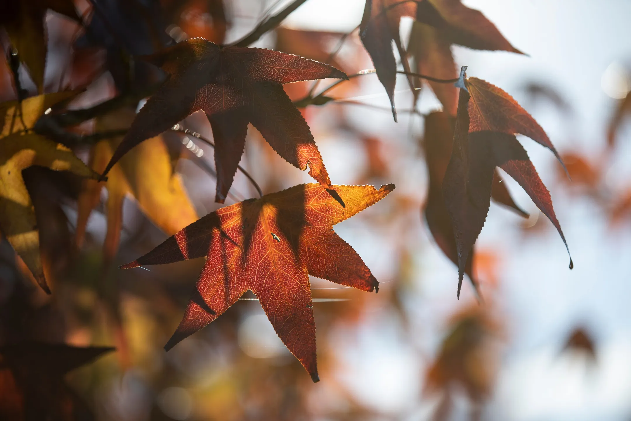 Close up of red and yellow coloured leaves on branch.