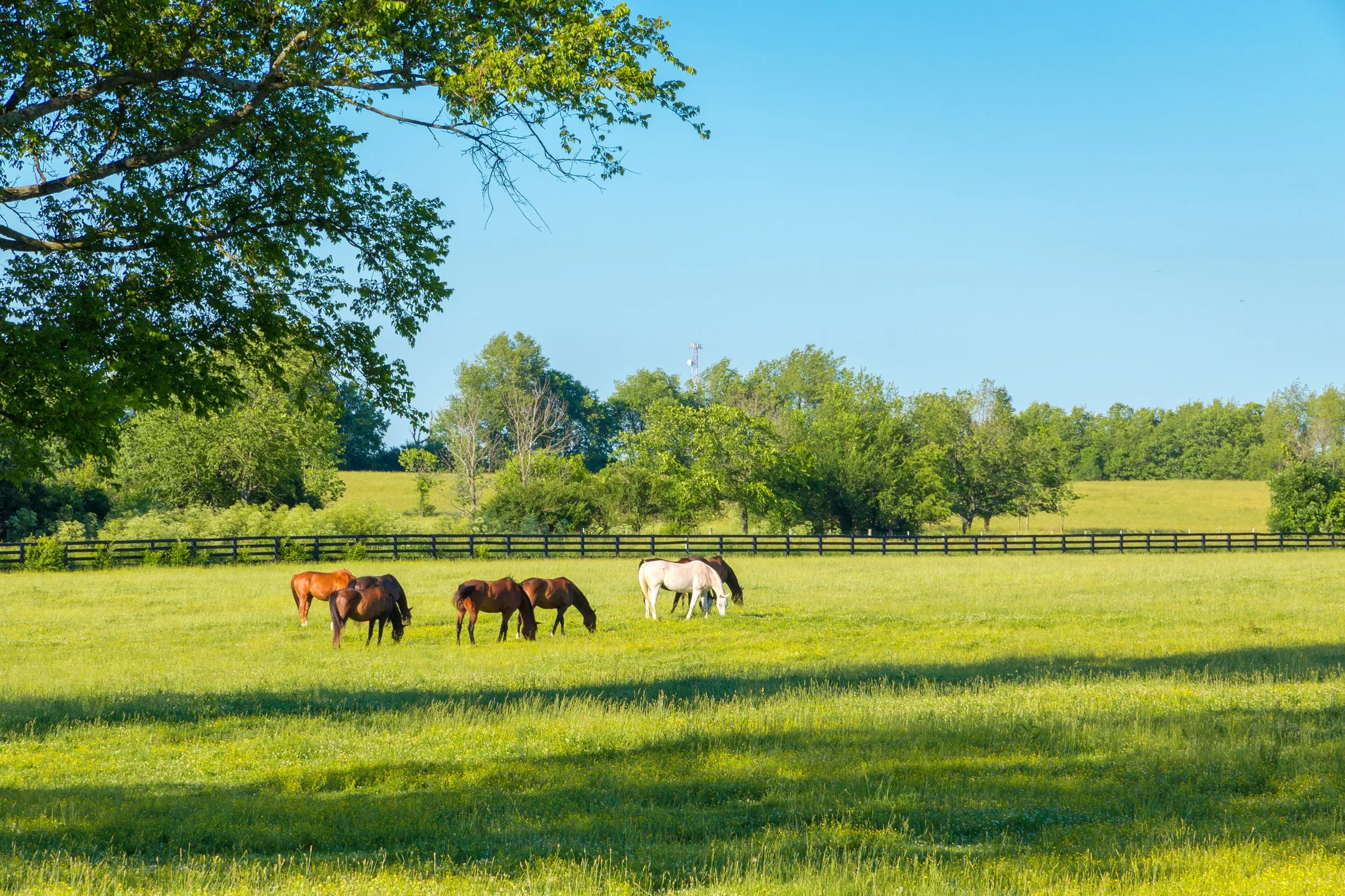 Horses grazing green pastures
