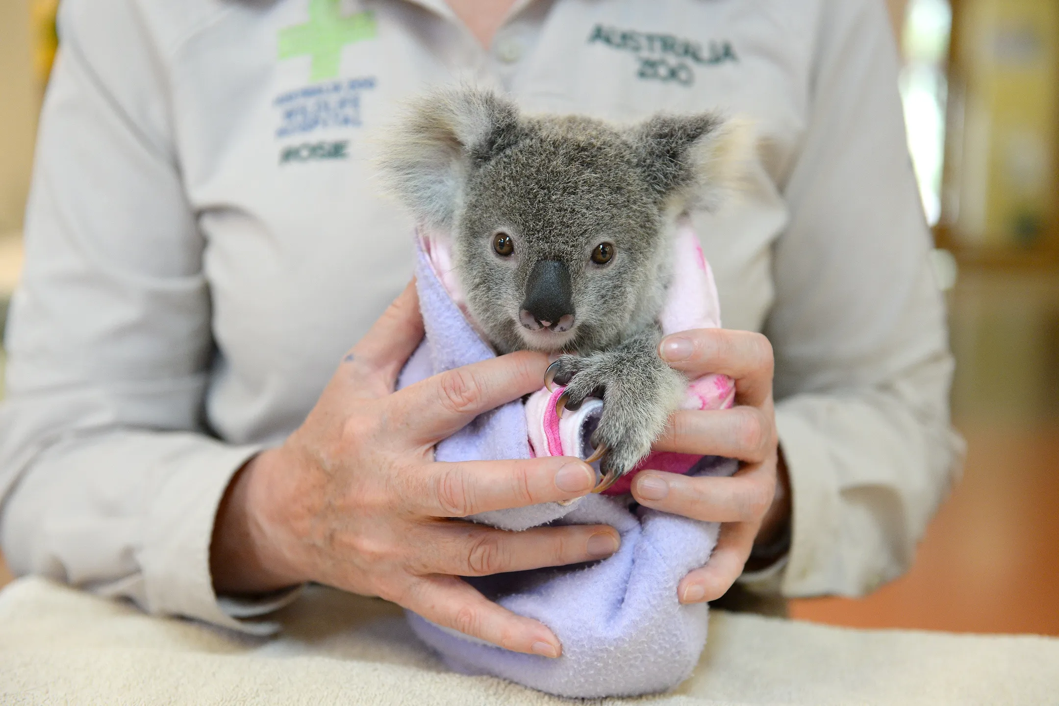 An image about Sick or injured wildlife