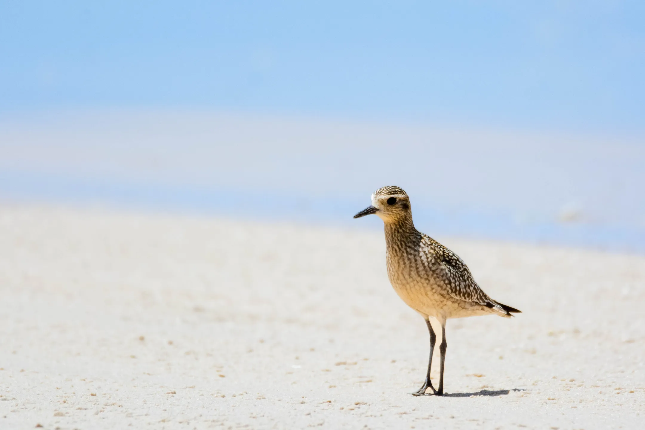 Pacific golden plover standing on sand.
