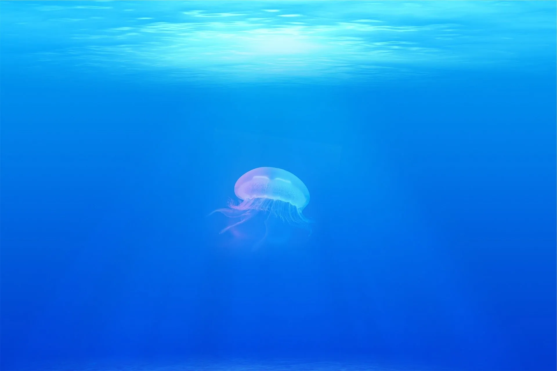 Jellyfish.jpg