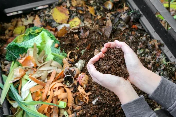 A composting area filled with fresh vegetables and leaves, where hands are picking up the composted materials.
