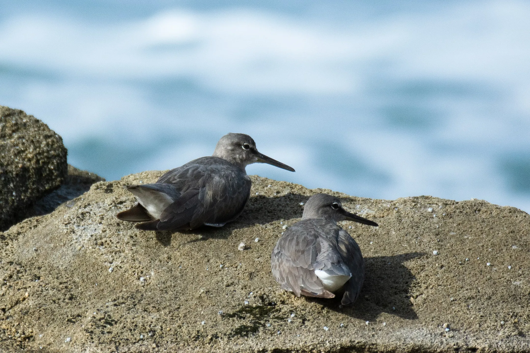 Shorebirds at rocky headlands - Wandering Tattler Shelly Headland ©Simone Bosshard
