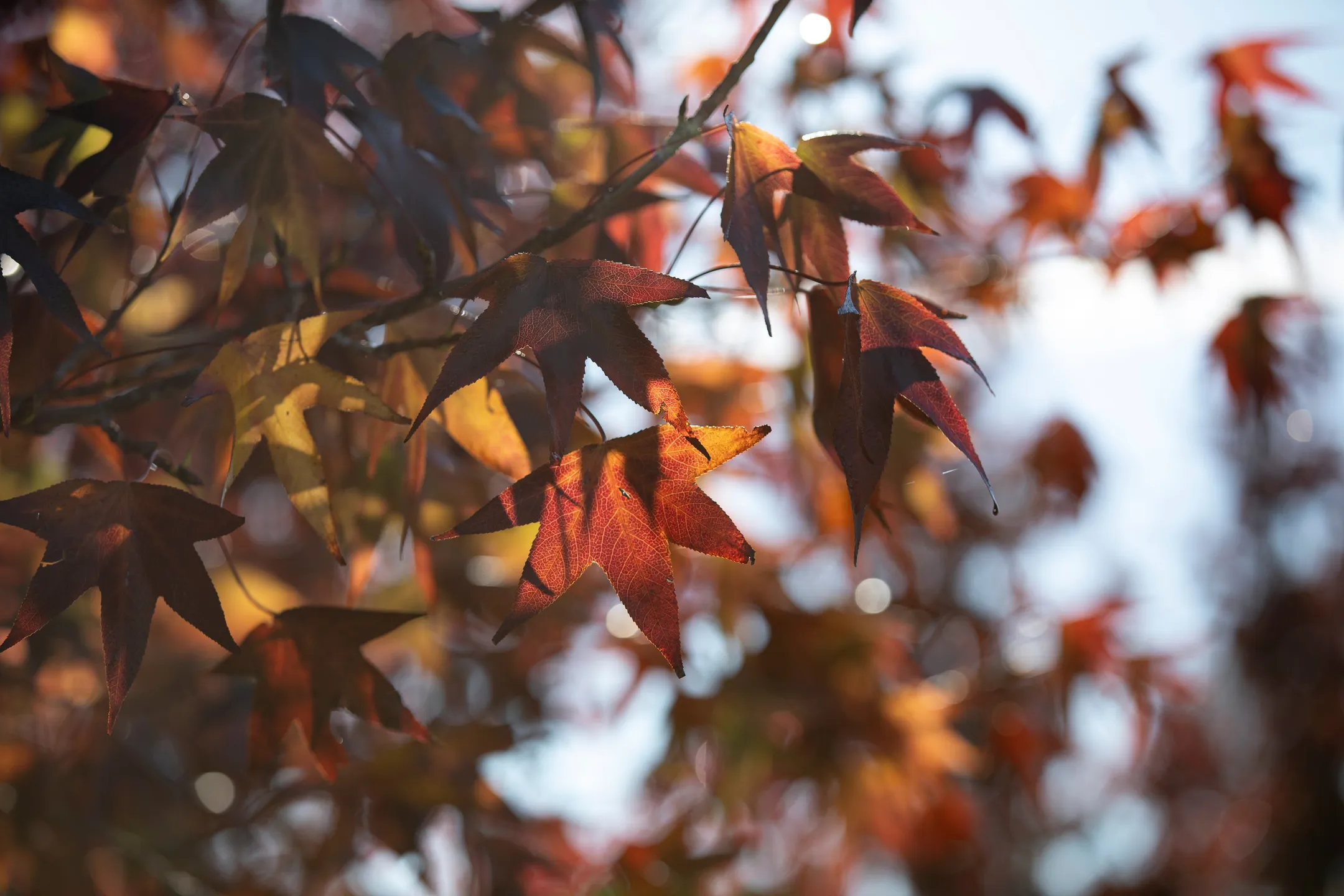 Close up of red and yellow coloured leaves on branch.