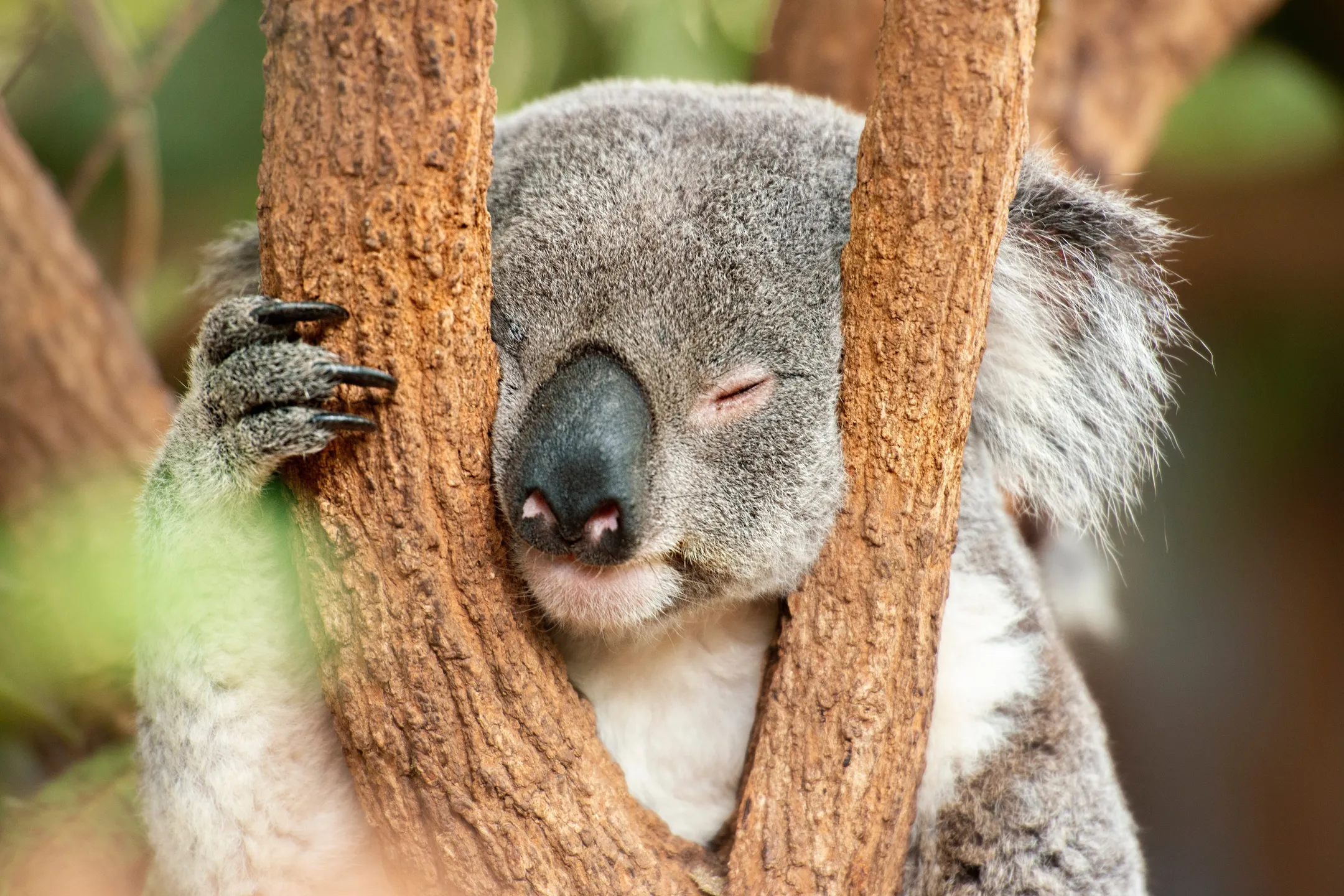 Koala%20sleeping%20in%20tree.jpeg