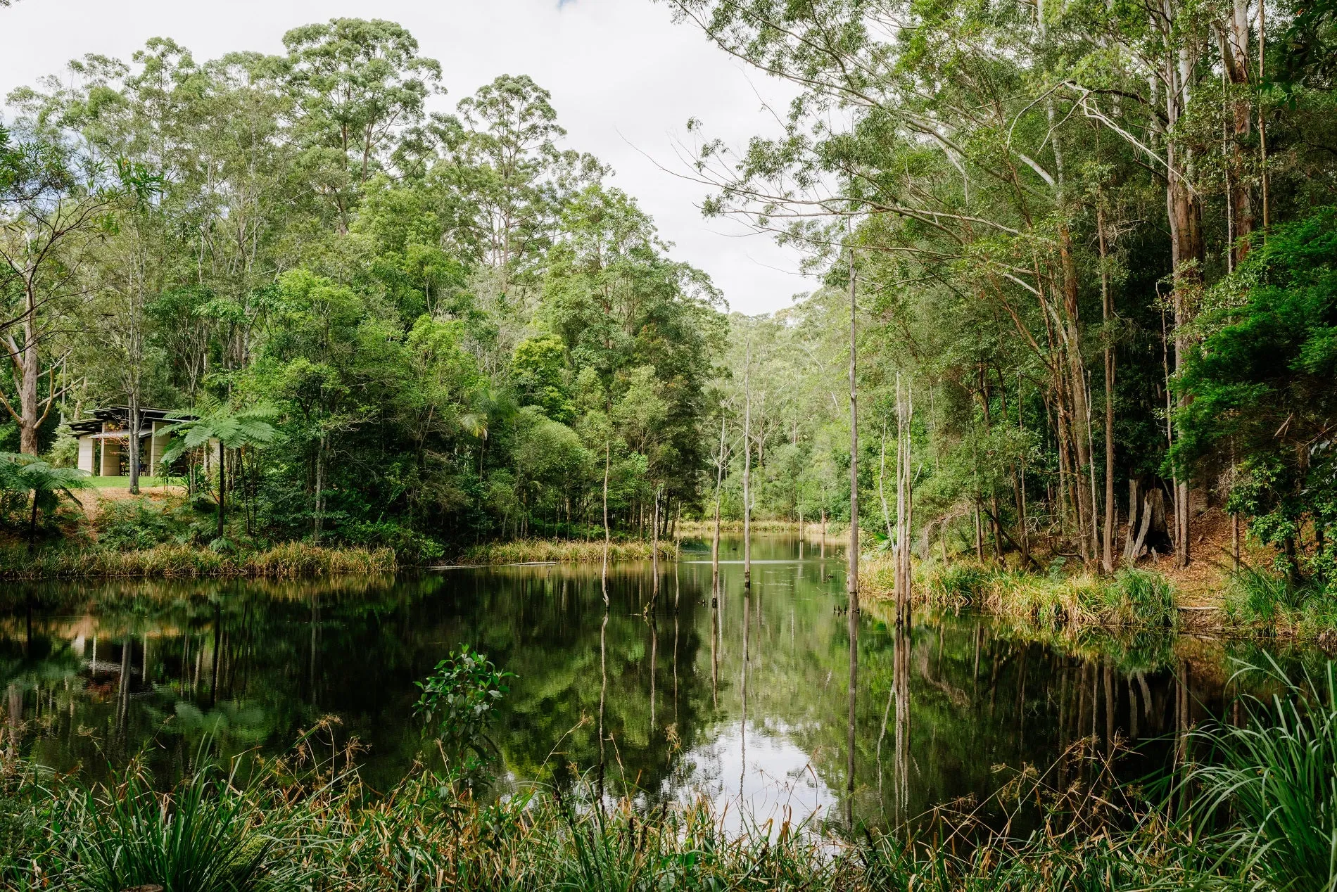 The lake and forest at Maroochy Regional Bushland Botanic Park.