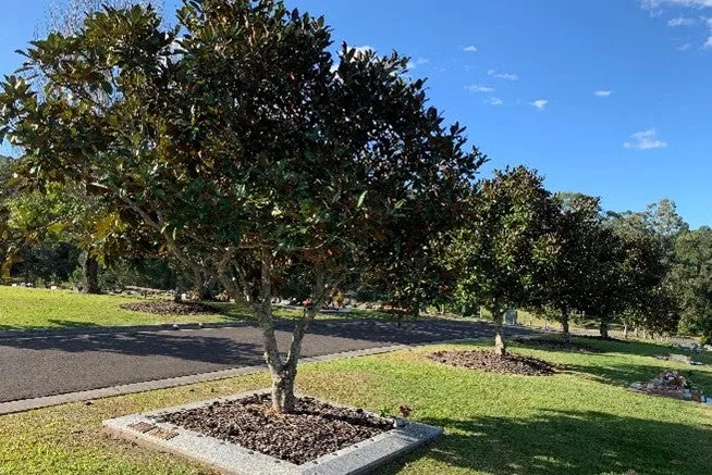 boulevard%20tree.jpg