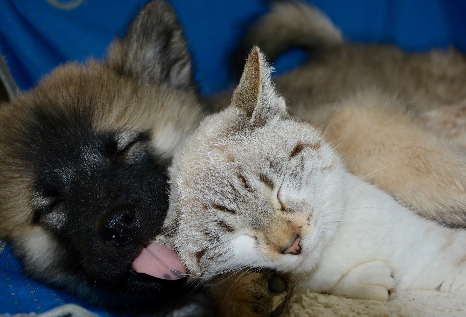 Puppy and kitten sleeping together.