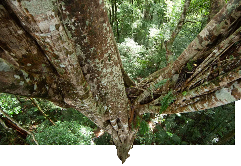 An image about The rainforest