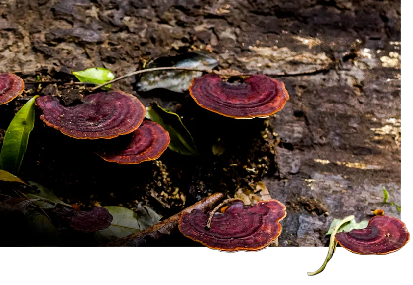 Fungi.png