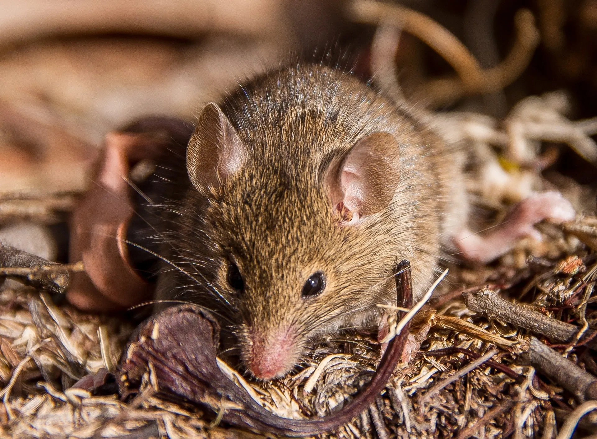 Antechinus.jpg