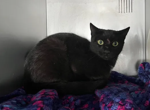 An image about ANI IMP26/00109