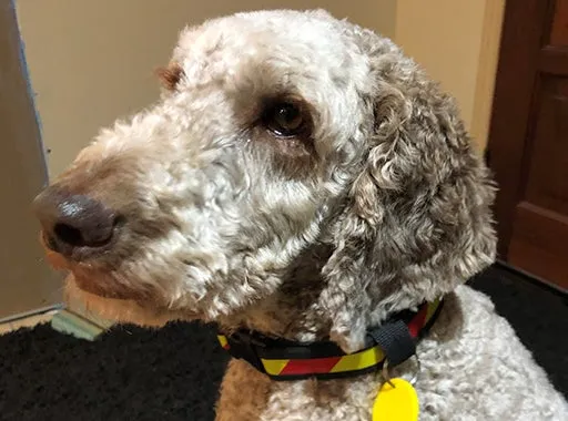 Poodle looking grey dog with a hazard collar on.