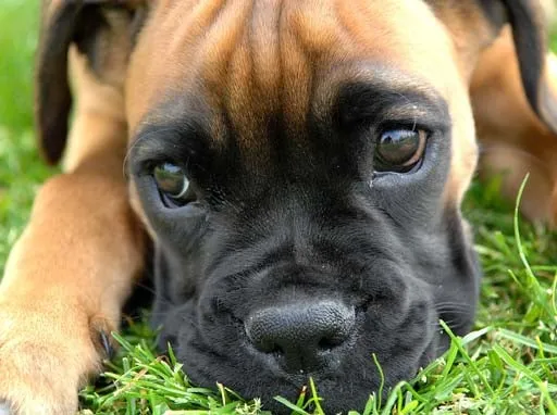 Boxer puppy laying on grass.