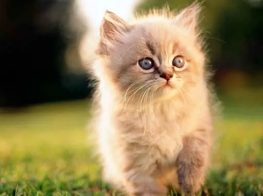 Small fluffy kitten on grass.