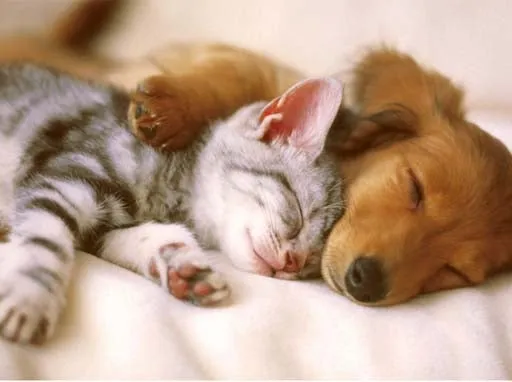 Kitten and puppy sleeping on blanket.