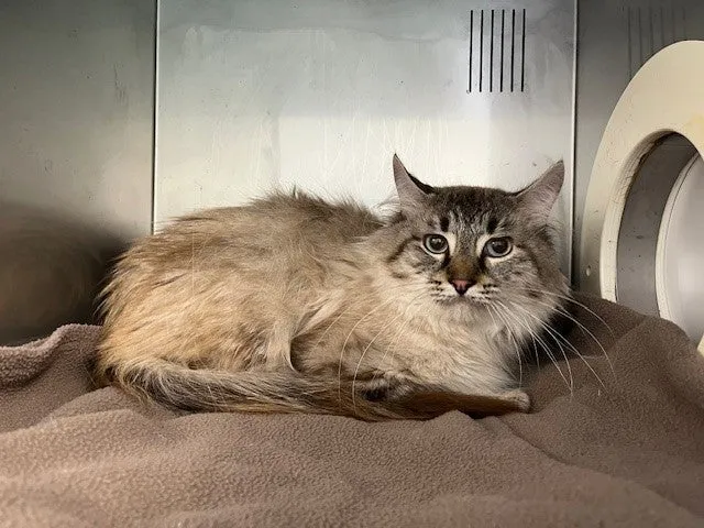 An image about ANI IMP26/00115