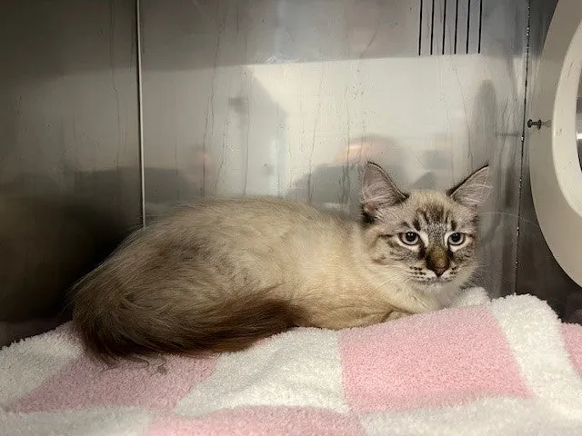 An image about ANI IMP26/00116