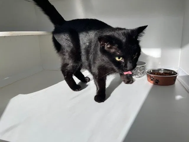 An image about ANI IMP26/00339