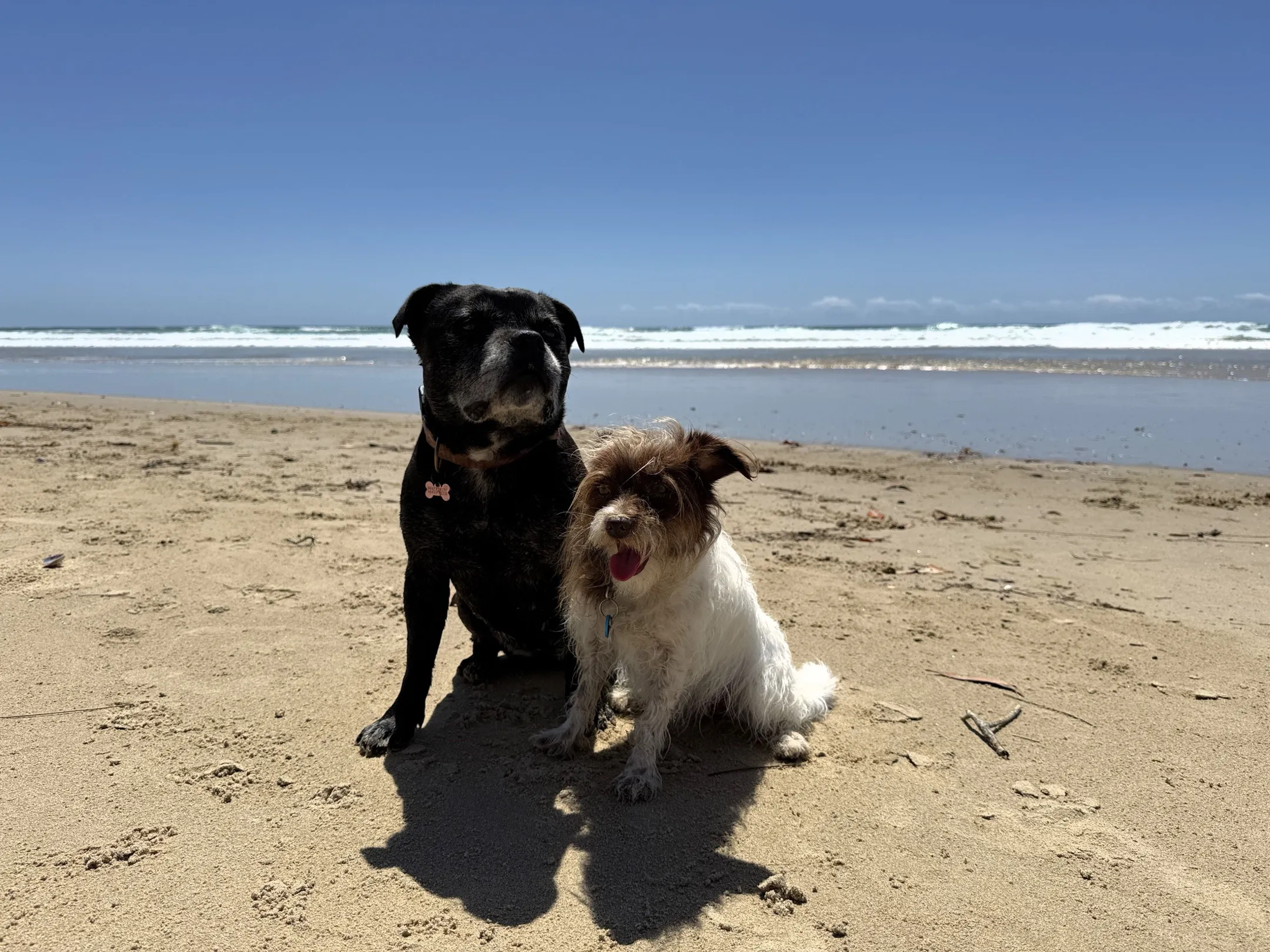 An image about Dog Exercise Area Regional Plan and Network Blueprint