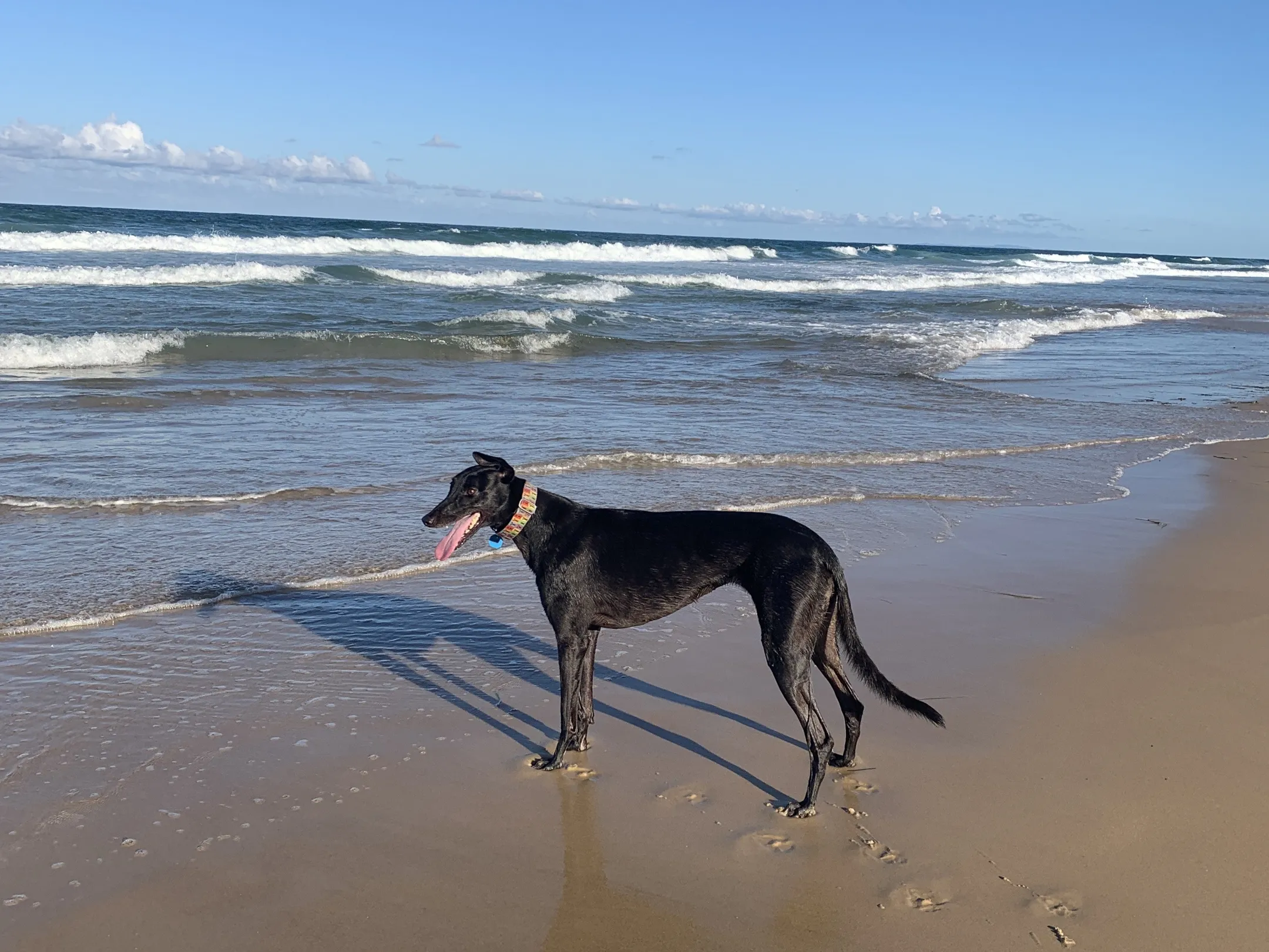 An image about Reminder: new dog rules started 3 July 2026