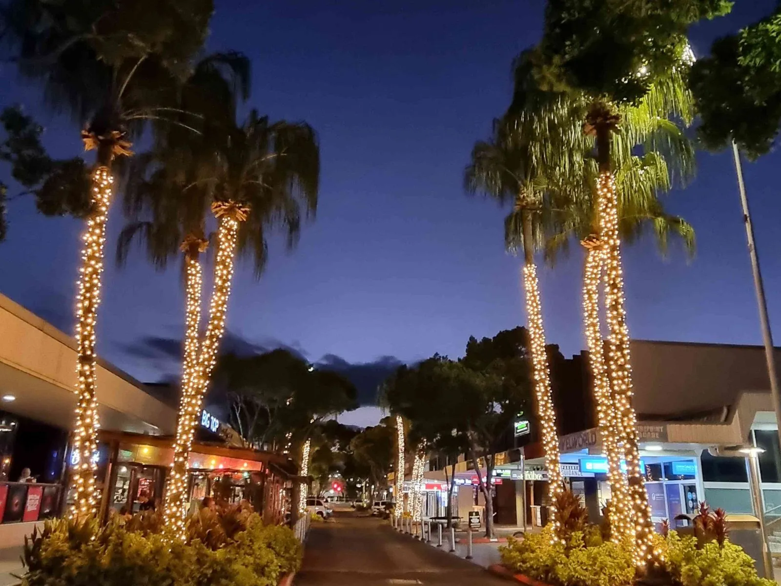 Ocean Street fairylight wrapping around palm trees.