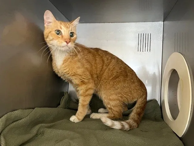 An image about ANI IMP26/00006