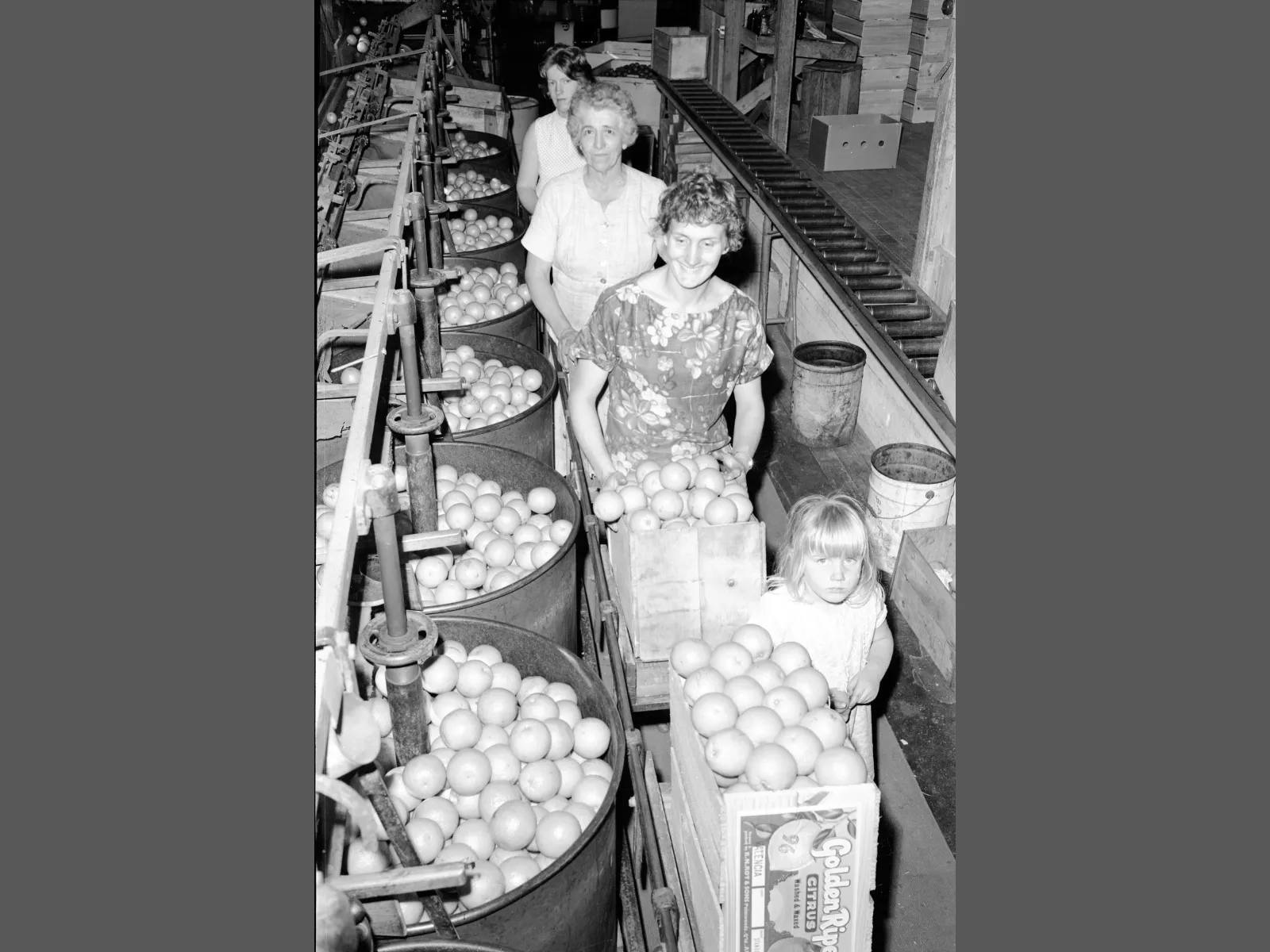Packing citrus fruit in R.N. Roy & Sons Golden Citrus Orchards shed, Palmwoods, in August 1972.