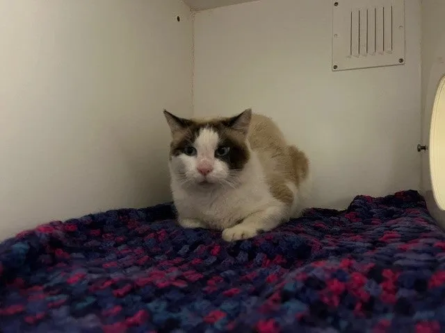 An image about ANI IMP25/01108