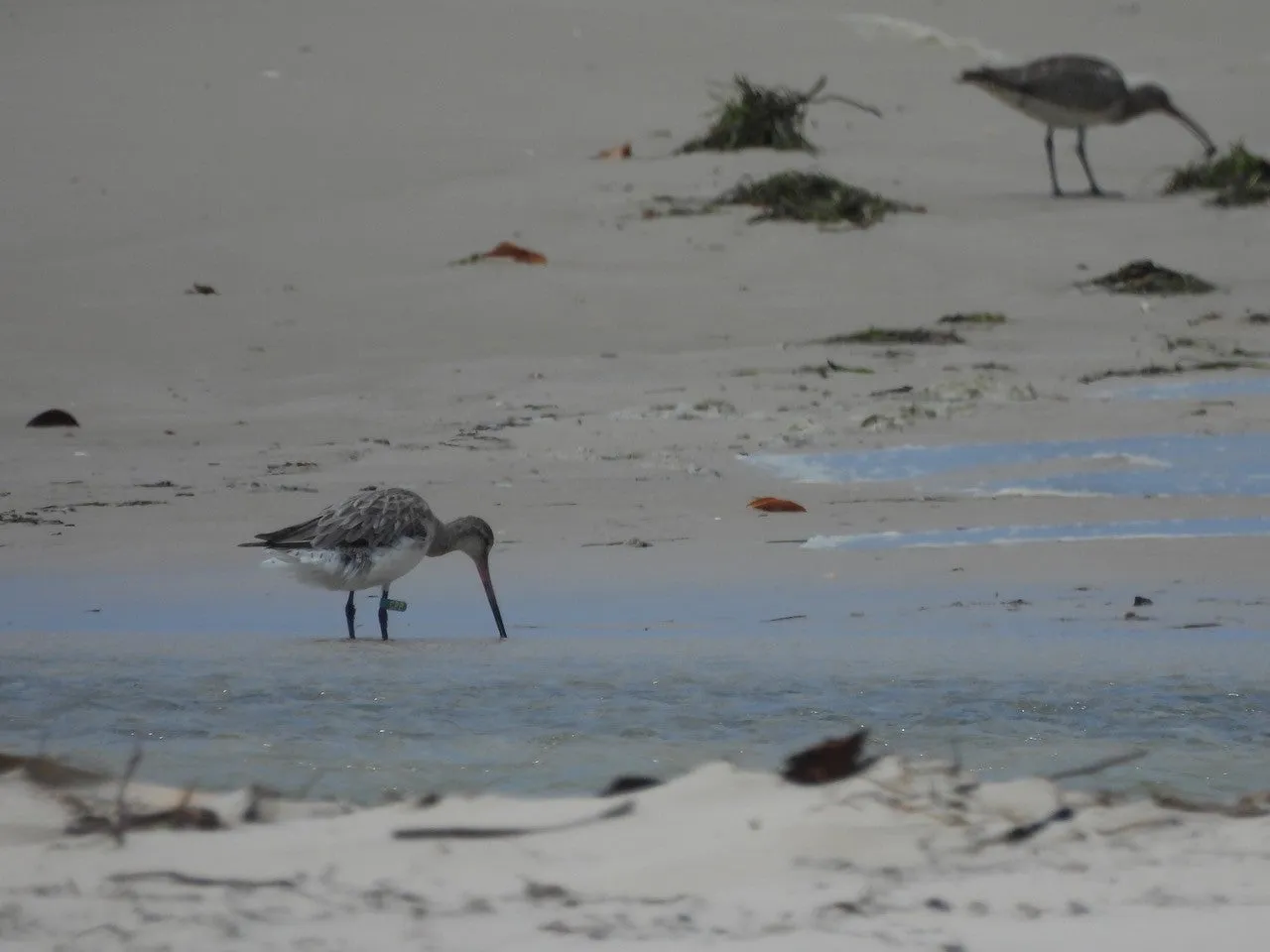 The female Bar-tailed Godwit was sighted during a recent survey in a flock of about 120 Bar-tailed Godwits feeding on Pumicestone Passage sandbanks.©Simone Bosshard