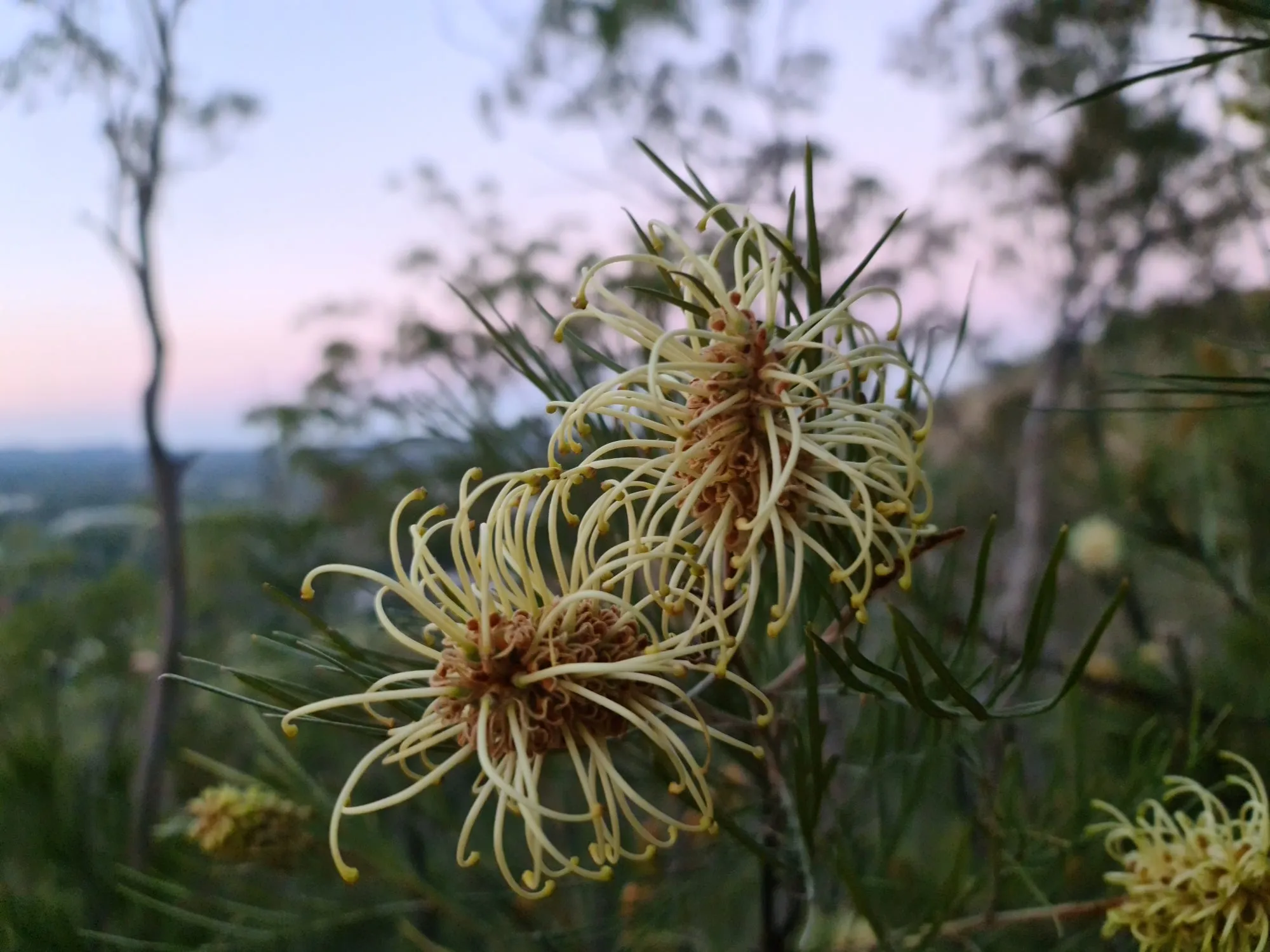 IMAGE%201%20-%20Grevillea%20hodgei%20-%20photo%20by%20Michael%20Mills.jpg
