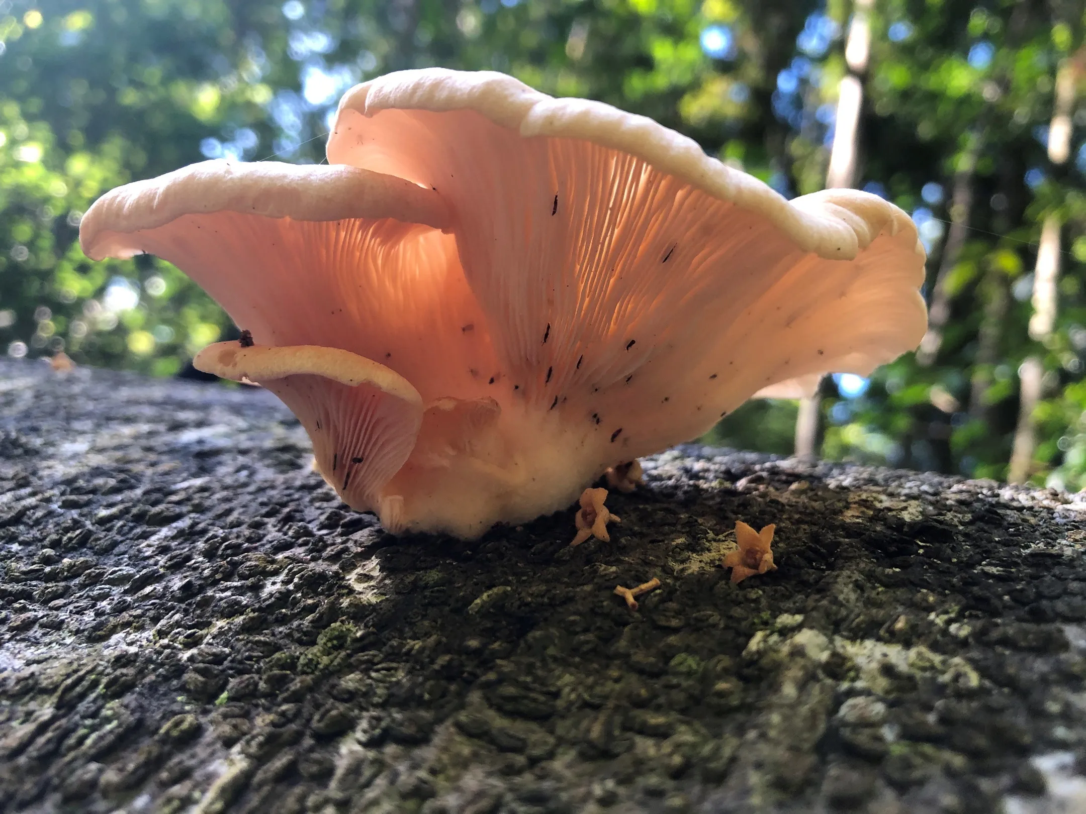 Pleurotus with collembola