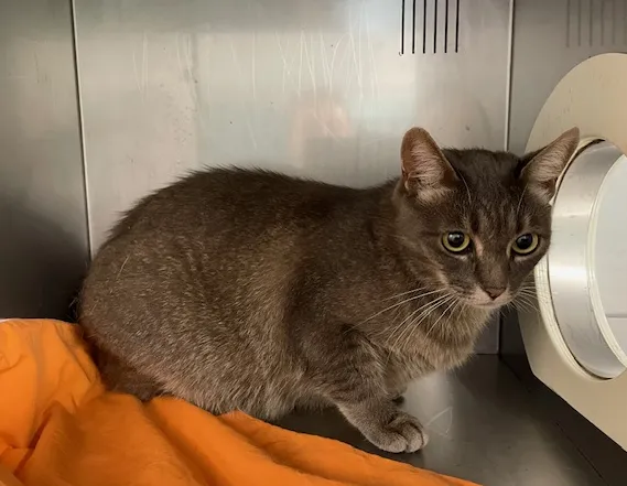 An image about ANI IMP26/00067