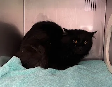 An image about ANI IMP25/01035