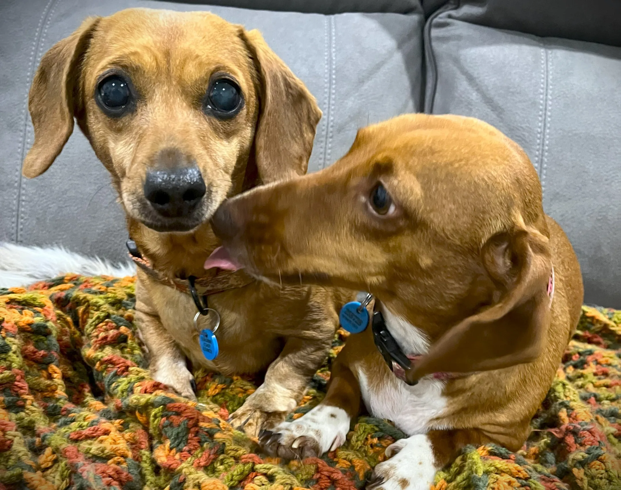 Two miniature Dachshund’s sit on a blanket on a couch. The dog on the left is looking at the camera, the dog on the right is licking the dog on the left.