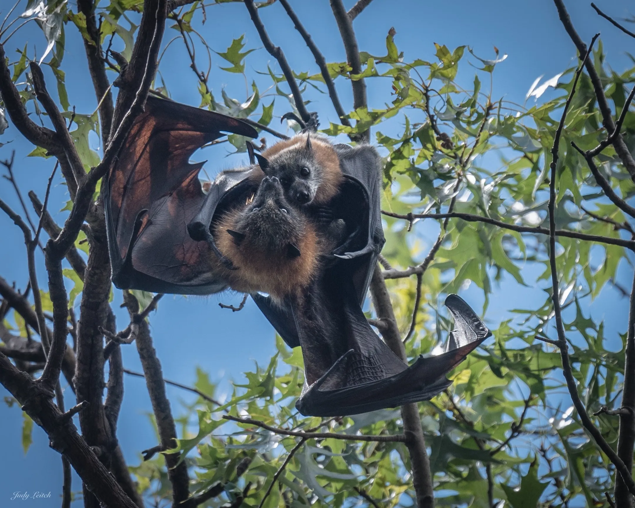 Flying-fox mum with a pup