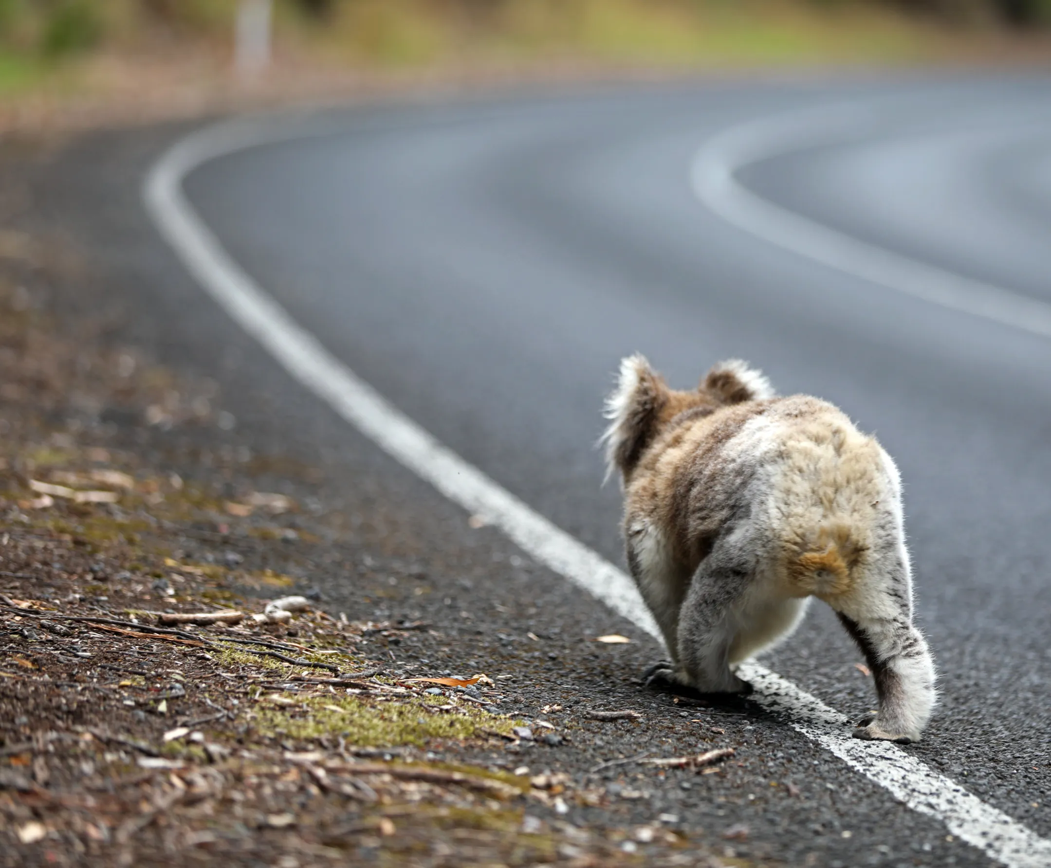 koala walking on road