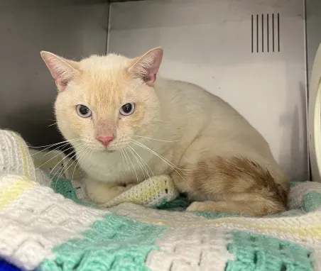 An image about ANI IMP26/00141