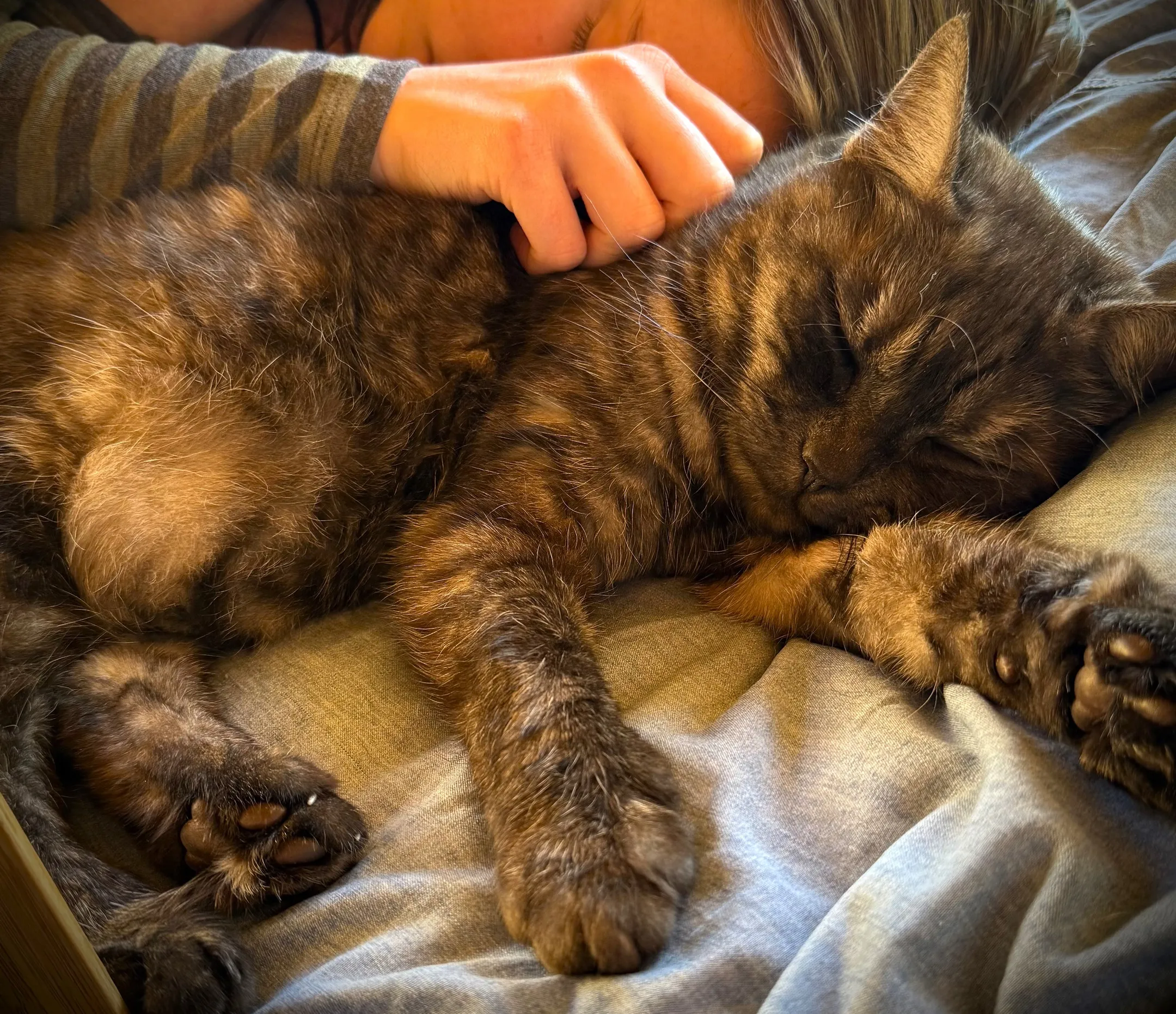 A chocolate coloured cat is asleep on a bed with a teenage girl.