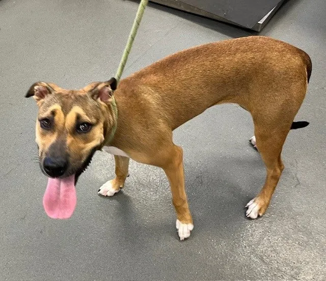 An image about ANI IMP26/00248