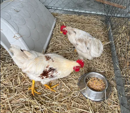 An image about ANI IMP25/01218