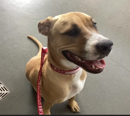 An image about ANI IMP26/00015