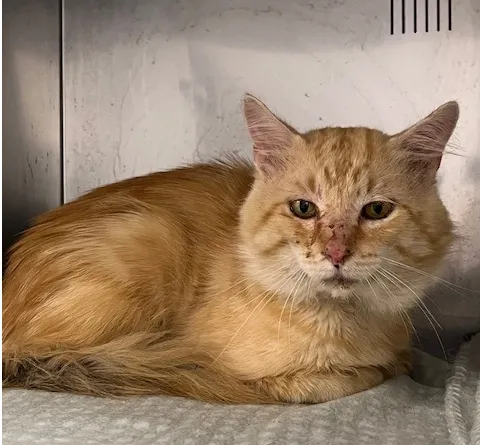 An image about ANI IMP26/00079