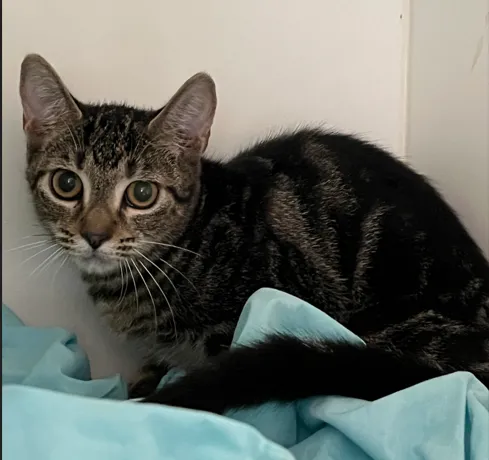 An image about ANI IMP26/00066