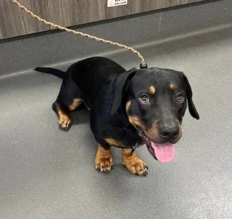 An image about ANI IMP26/00182