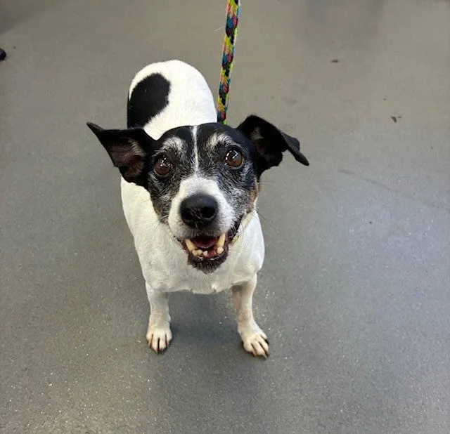 An image about ANI IMP26/00198