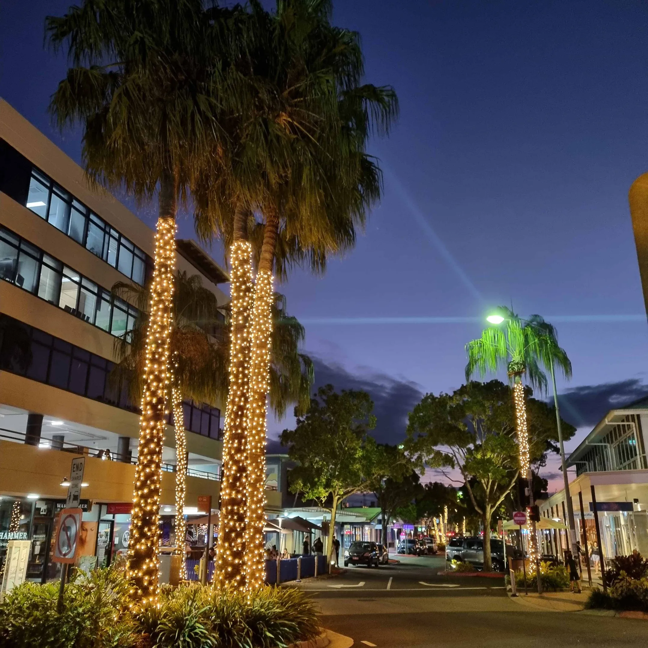 Decorative bud lighting winding up palm trees along Ocean Street, Maroochydore.