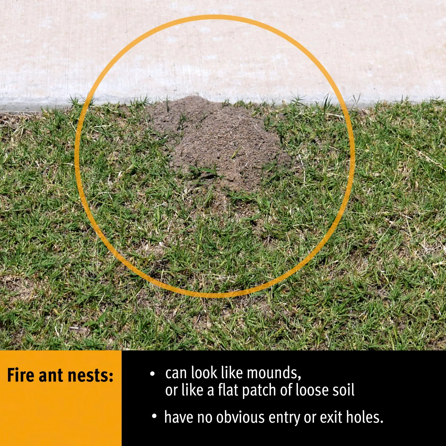 DAF Fire ant nest. Image credit: Department of Agriculture and Fisheries, Queensland Government. Used with permission