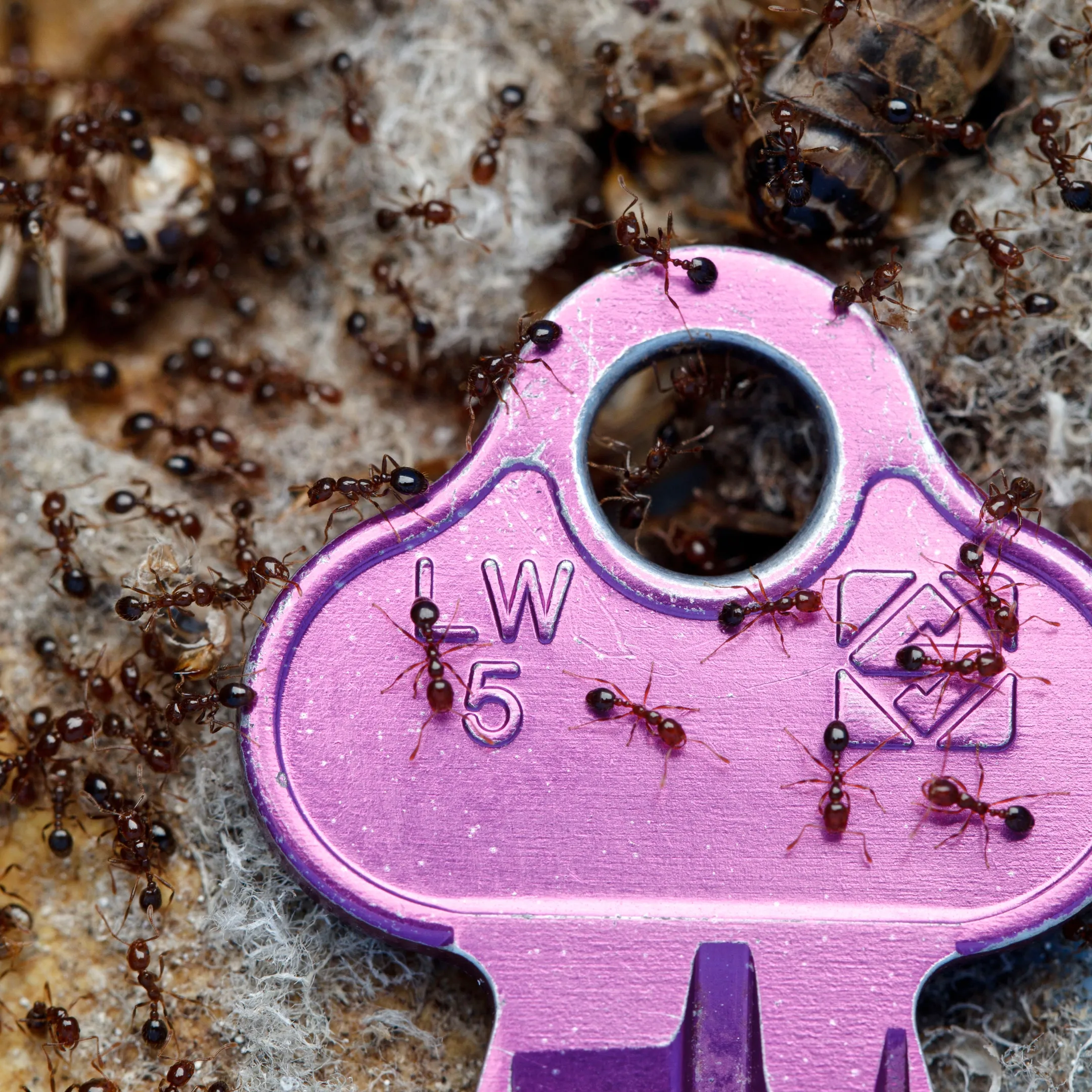 DAF Fire ants on house key for size identification. Image credit: Department of Agriculture and Fisheries, Queensland Government. Used with permission